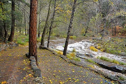 Forest Houses, November 2015